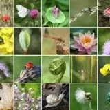 Mini-symposium Natuurlijk Haarlem!